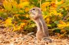 USA, New Mexico, Sandoval County. Texas antelope ground squirrel eating. Art Print
